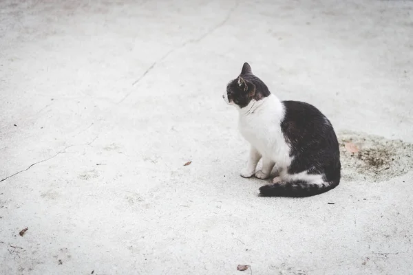 Primer Plano Adorable Gato Blanco Negro Mullido Sentado Suelo — Foto de Stock