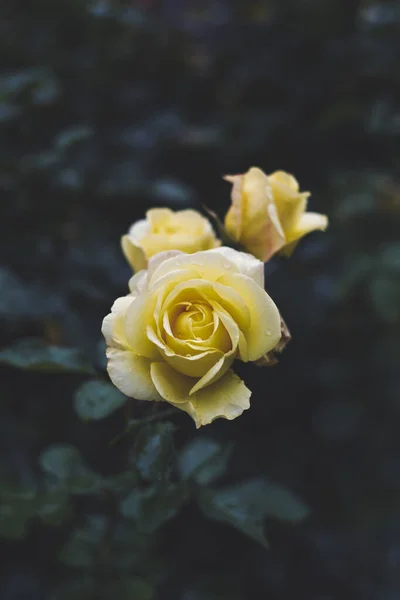 Ένα Κάθετο Πλάνο Ενός Κίτρινου Τριαντάφυλλου Που Φυτρώνει Στον Κήπο — Φωτογραφία Αρχείου