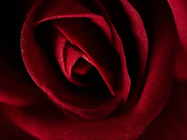 Închidere Extremă Unui Trandafir Frumos Din Țesătură — Fotografie, imagine de stoc