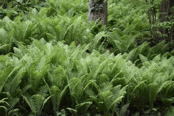 Fougère Verte Dans Forêt — Photo