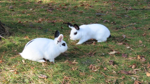 Gros Plan Lapins Blancs Noirs Pelucheux Sur Herbe Recouverte Feuilles — Photo