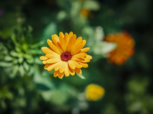 Selektivt Fokusbillede Orange Calendula - Stock-foto