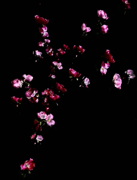 Japanese flowers on black background. Small pink flowers.