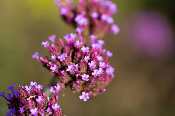 Primo Piano Dei Fiori Della Verbena Patagonica Verbena Bonariensis Con — Foto Stock