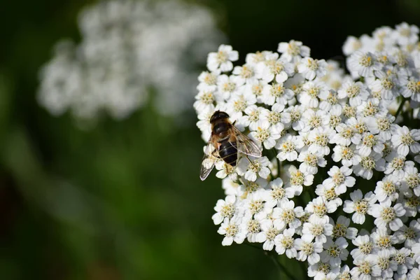 Een Close Shot Van Een Mooie Yarrow Bloem Een Bij — Stockfoto