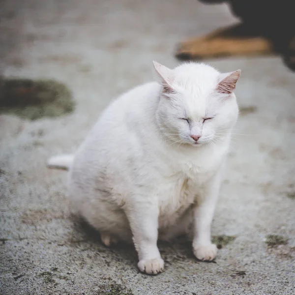 Närbild Bedårande Vit Herrelös Katt Som Sitter Marken Och Sover — Stockfoto