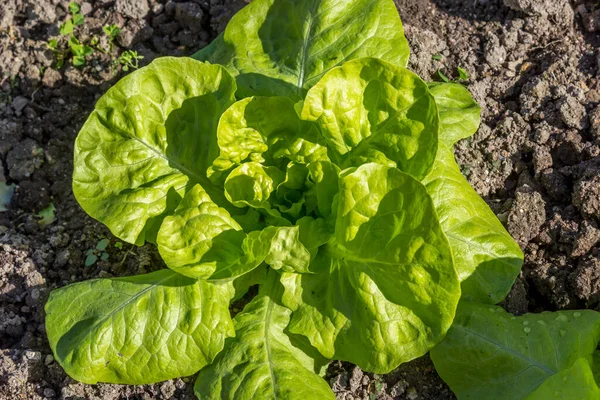 Fresh Lettuce Field Sunny Day — Stock Photo, Image