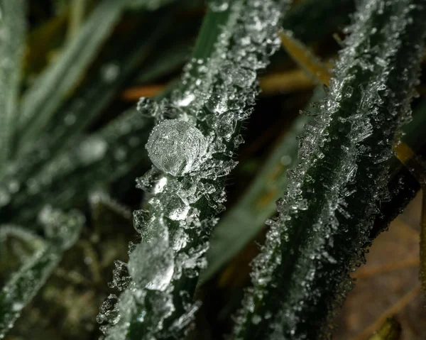 Sebuah Tembakan Makro Embun Beku Tetes Pada Daun — Stok Foto