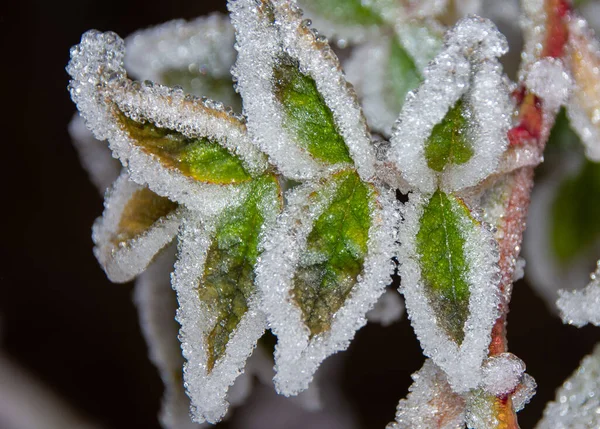 Gros Plan Des Feuilles Plante Verte Recouvertes Givre Matinal Cristallin — Photo