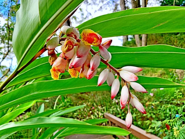 Bulanık Arka Planda Güzel Bir Elettaria Cardamomum Çiçeğinin Yakın Çekimi — Stok fotoğraf