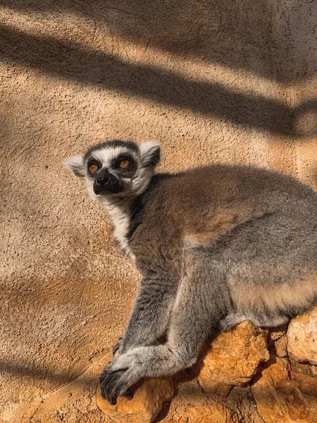 Plan Vertical Lémurien Queue Cerclée Contre Mur Dans Zoo Sous — Photo