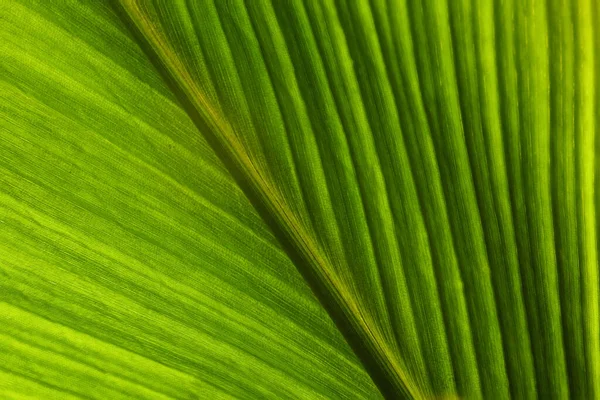 Gros Plan Grande Feuille Verte Avec Textures Lumière Naturelle Contre — Photo