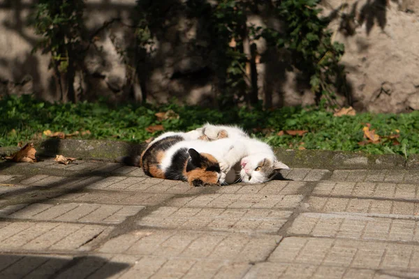 Eine Schöne Aufnahme Von Katzen Die Park Herumalbern — Stockfoto