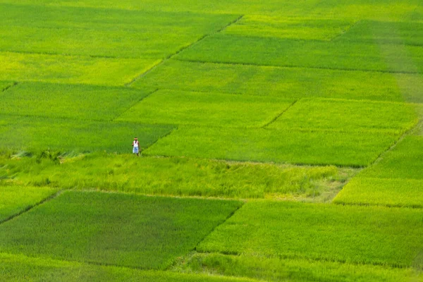 Letecký Pohled Zemědělce Pracujícího Obdělávané Zelené Zemědělské Půdě Indické Vesnici — Stock fotografie