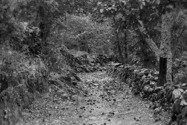 森林中沿着石墙的一条小路的灰度照片 — 图库照片