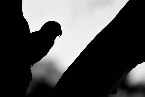 Monochrome Silhouette Nanday Parakeet Parrot Buenos — Stock Photo, Image