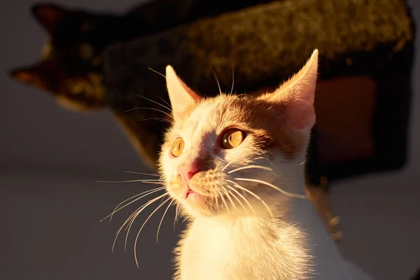 Eine Selektive Fokusaufnahme Eines Porträts Einer Niedlichen Hauskatze Mit Rotem — Stockfoto