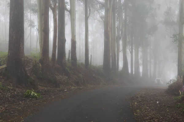 Una Strada Attraverso Foreste Una Nebbia — Foto Stock