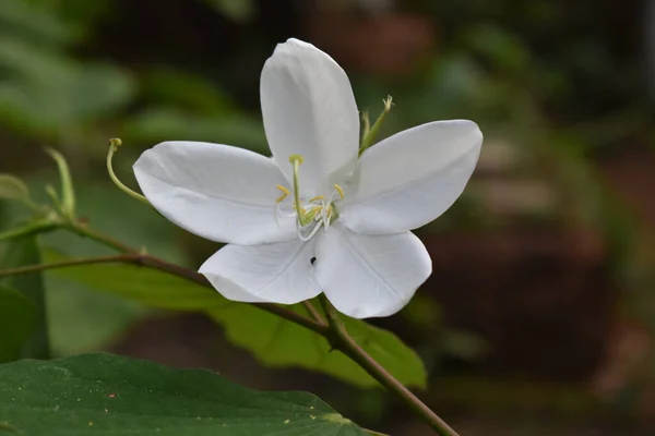 Ένα Κοντινό Πλάνο Ενός Λεπτού Λευκού Λουλουδιού Ένα Κλαδί Δέντρου — Φωτογραφία Αρχείου