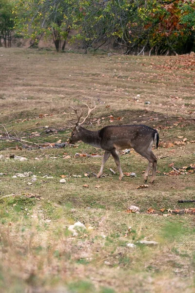 Plan Vertical Bébé Cerf Avec Des Bois Dans Forêt Pendant — Photo