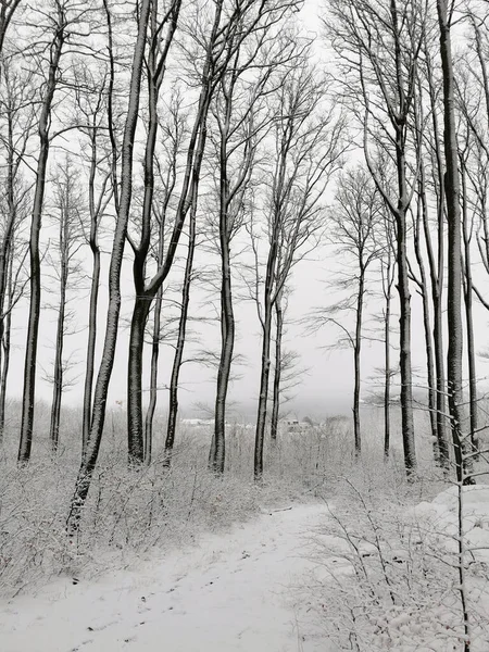 挪威拉尔维克冬季一场雪地森林的垂直拍摄 — 图库照片