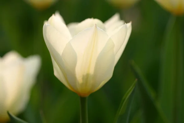 Güzel Beyaz Bir Çiçeğin Yakın Plan Bir Resmi Arka Planında — Stok fotoğraf