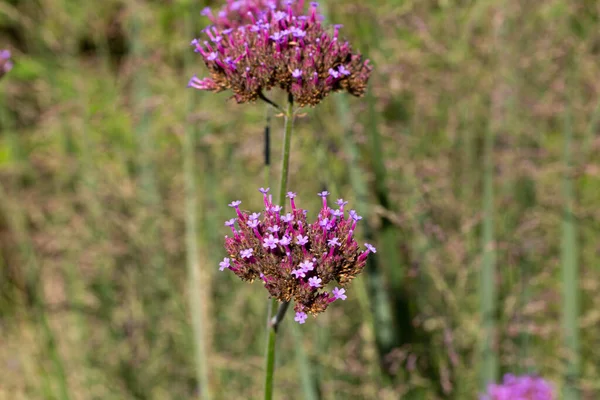 具有模糊背景的巴塔哥尼亚马鞭草 Verbena Bonariensis 花朵的特写 — 图库照片