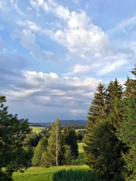 Bulutlu Bir Gökyüzünün Altında Taze Yeşil Ağaçların Dikey Görüntüsü — Stok fotoğraf