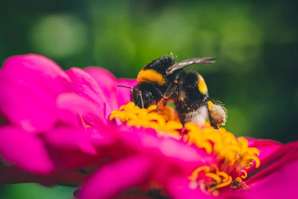 Detailní Záběr Včely Purpurovém Zinku Poli Pod Slunečním Světlem Rozmazaným — Stock fotografie