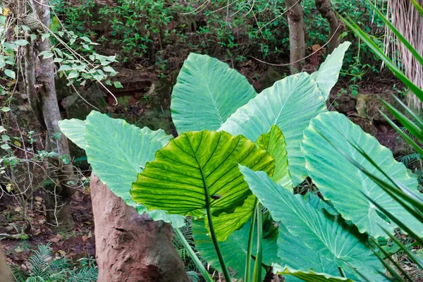 Closeup Shot Green Plants Forest — Stock Photo, Image