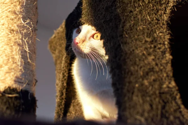 Eine Lustige Flauschige Katze Schaut Neugierig Hinter Den Kratzpfosten — Stockfoto