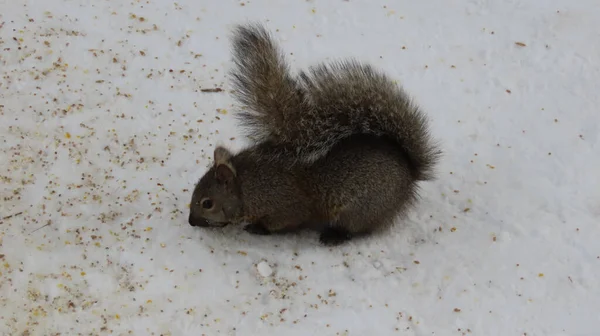 Adorable Gray Squirrel Snow — Stock Photo, Image