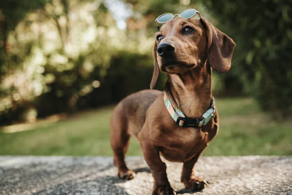 A closeup portrait of a cute brown dwarf dachshund wearing a collar and sunglasses walking in a park