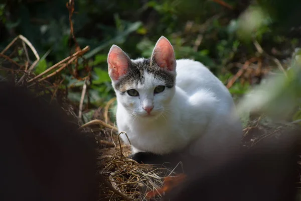 Ett Porträtt Vacker Vit Grå Katt Med Uppmärksam Blick Gräset — Stockfoto