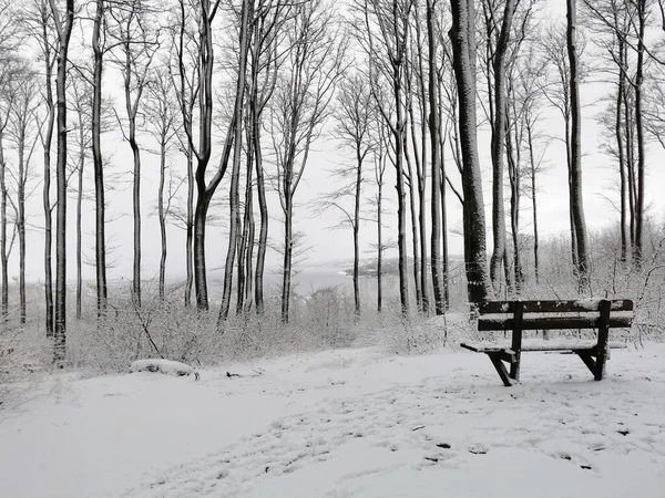 Närbild Snöig Skog Med Bänk Vintern Larvik Norge — Stockfoto