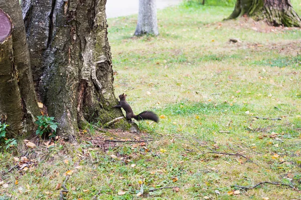 Una Hermosa Vista Una Adorable Ardilla Marrón Tratando Subir Árbol —  Fotos de Stock