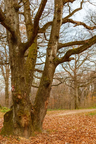 Herbstlandschaft Mit Bäumen Und Blättern — Stockfoto