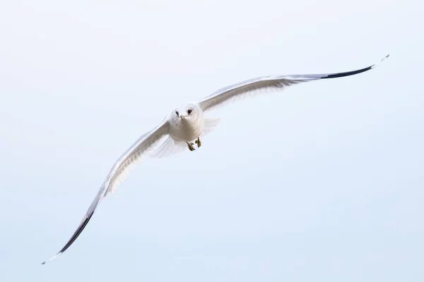 Belo Albatroz Branco Voando Céu Claro Com Asas Totalmente Abertas — Fotografia de Stock