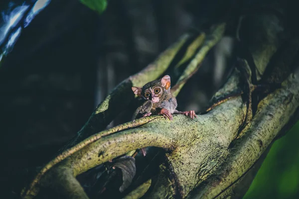 Närbild Baby Tarsier Ett Träd Djungel Med Mörk Suddig Bakgrund — Stockfoto