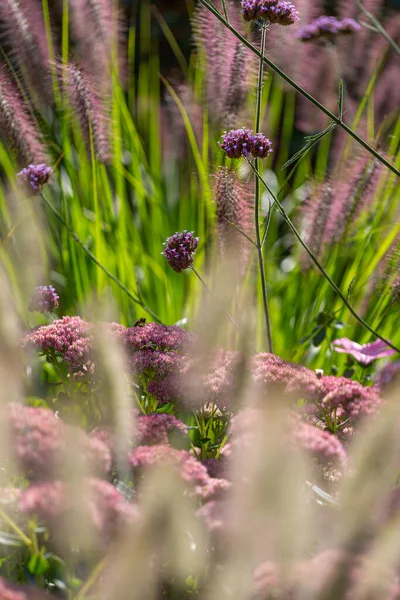 紫色のパタゴニアの花の選択的な焦点は ぼやけた背景に無駄になります — ストック写真
