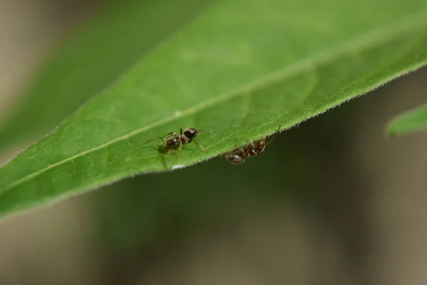 Closeup Shot Two Ants Walking Green Leaf Blurred Background Daytime — Stock Photo, Image