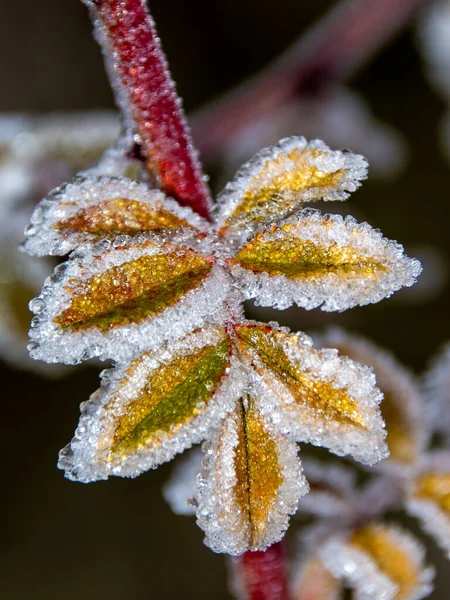 Bir Dalın Üzerinde Güzel Donmuş Sarı Yaprakların Dikey Çekimi — Stok fotoğraf