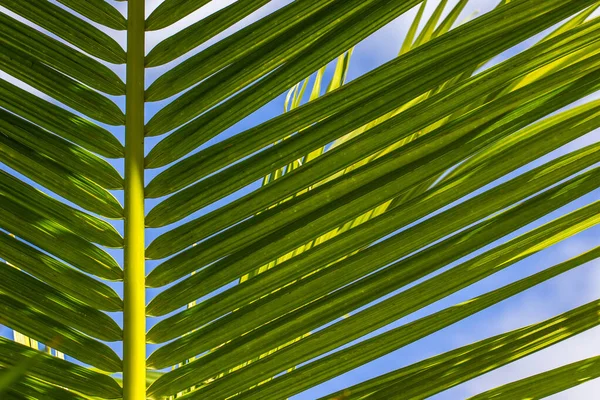 Una Hoja Una Palmera Contra Cielo Azul Día Soleado — Foto de Stock