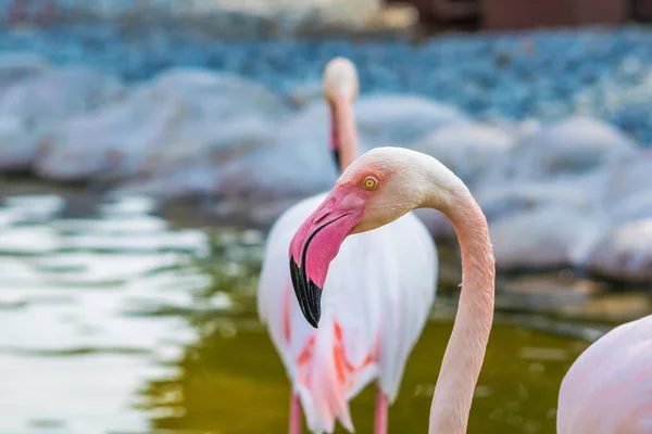 Een Close Shot Van Flamingo Areen Wildlife Park Bahrein — Stockfoto