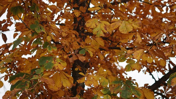 Beau Cliché Bel Arbre Automne Dans Forêt — Photo