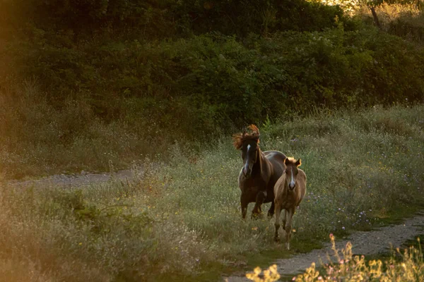 Primer Plano Hermosos Caballos Domésticos Corriendo Campo Durante Puesta Del —  Fotos de Stock