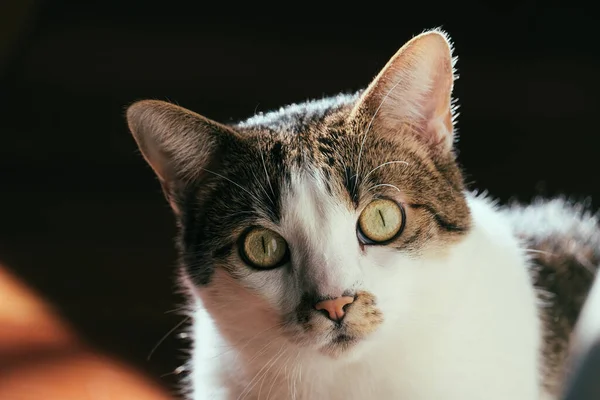 Şaşırmış Yüzlü Sevimli Bir Evcil Kedinin Yakın Plan Fotoğrafı — Stok fotoğraf