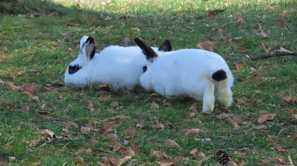 一只毛茸茸的白兔和黑兔在被秋天树叶覆盖的草地上的特写镜头 — 图库照片