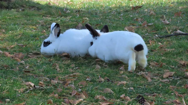 Gros Plan Lapins Blancs Noirs Pelucheux Sur Herbe Recouverte Feuilles — Photo