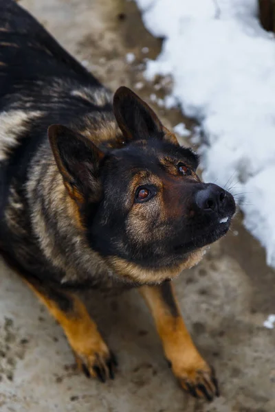 Selective Focus Adorable Brown Domestic Dog Playing Snow Winter — Stock Photo, Image